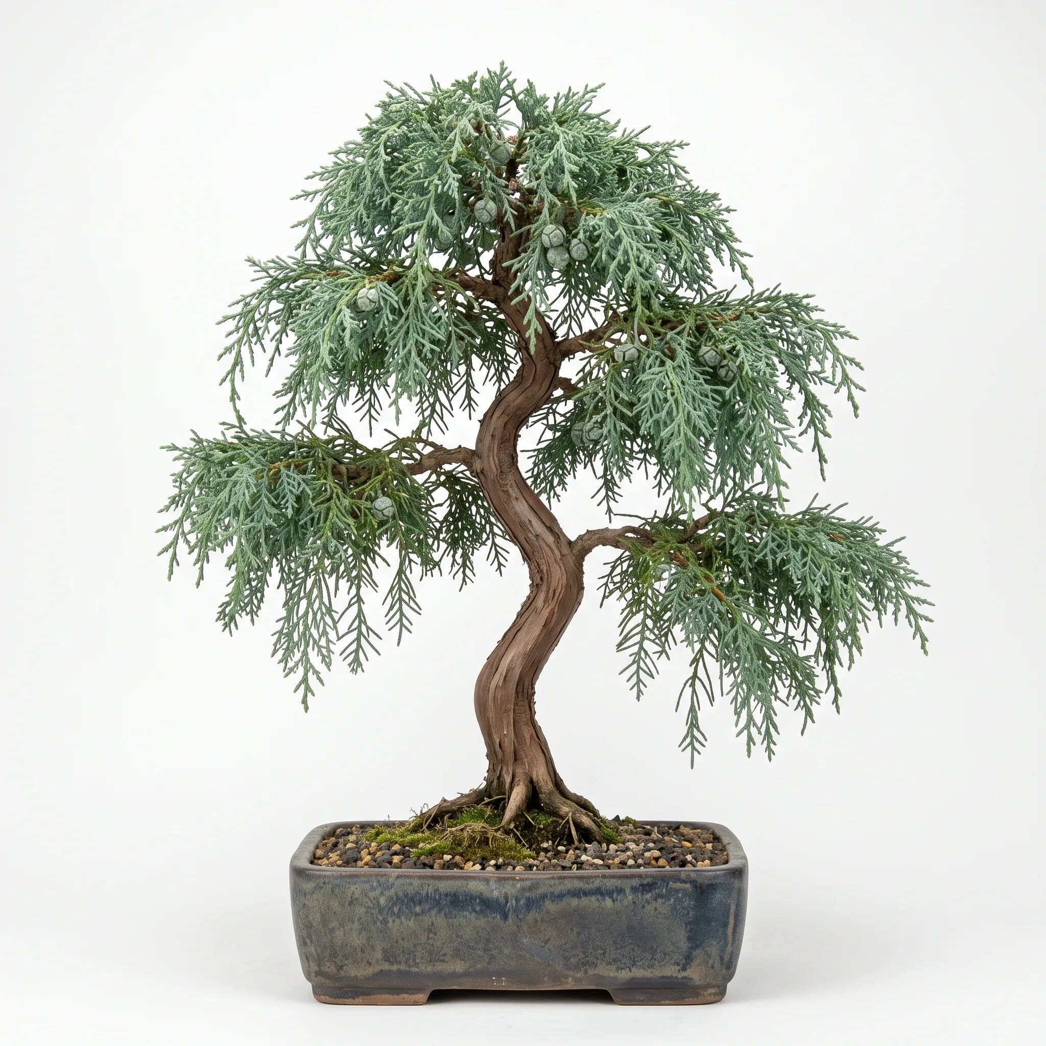 Bonsai de cypres du Cachemire Cupressus cashmeriana sur fond blanc, port pleureur et feuillage bleute