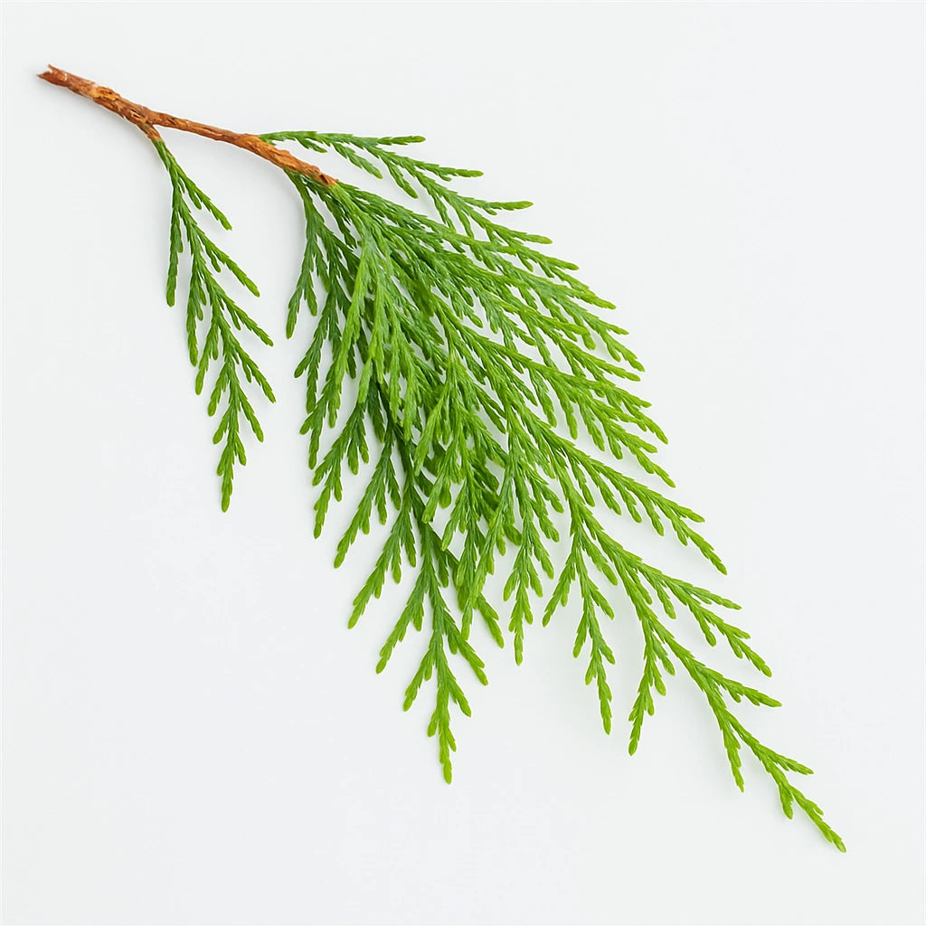 30 캐시미어 사이프러스 씨앗 (Cupressus cashmeriana)
