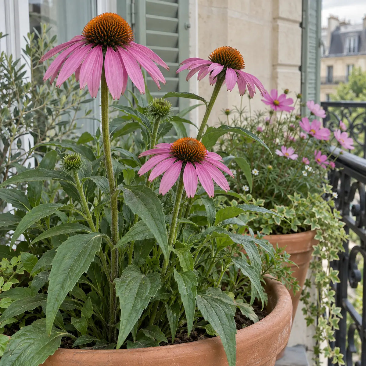 バルコニーの鉢植えのムラサキバレンギクと、背景に咲くピンクのコスモス。