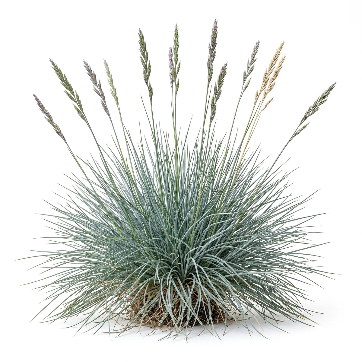 Touffe de fétuque bleue (Festuca glauca) et ses panicules sur fond blanc
