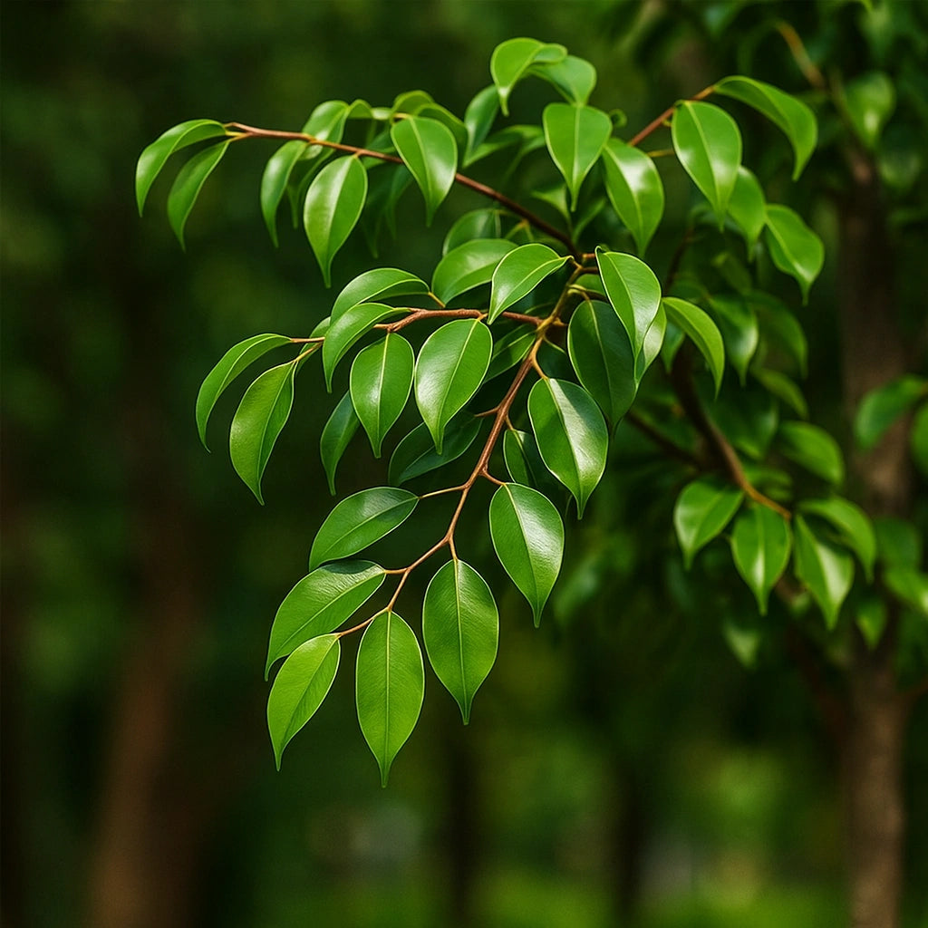100本のベンジャミンフィカス(Ficus benjamina)の種