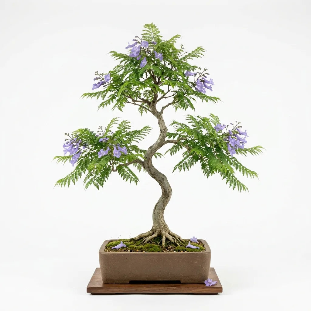 Bonsaï de Flamboyant Bleu (Jacaranda mimosifolia) en coupe de grès, sur fond blanc — SemiSauvage