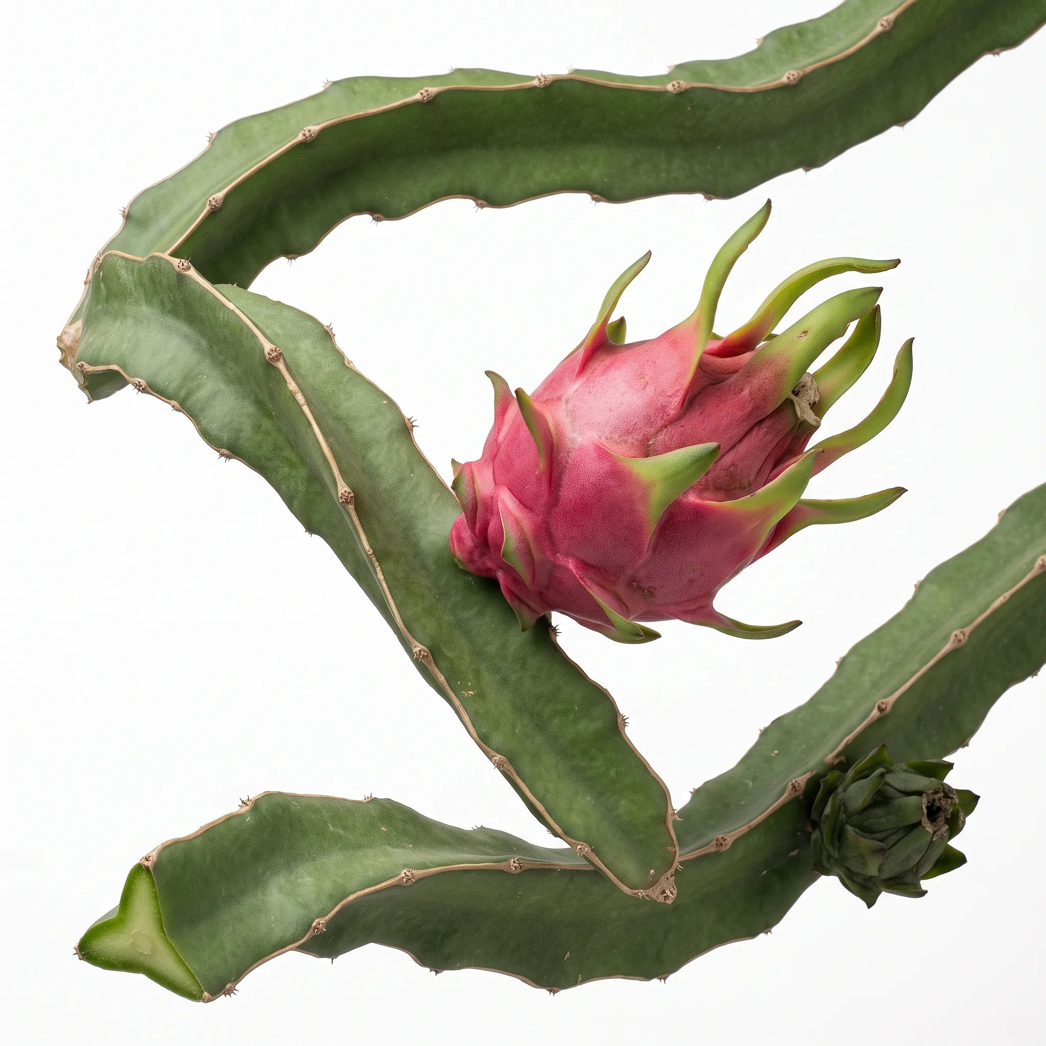Tige triangulaire et fruit du dragon rose sur fond blanc — graines reproductibles SemiSauvage