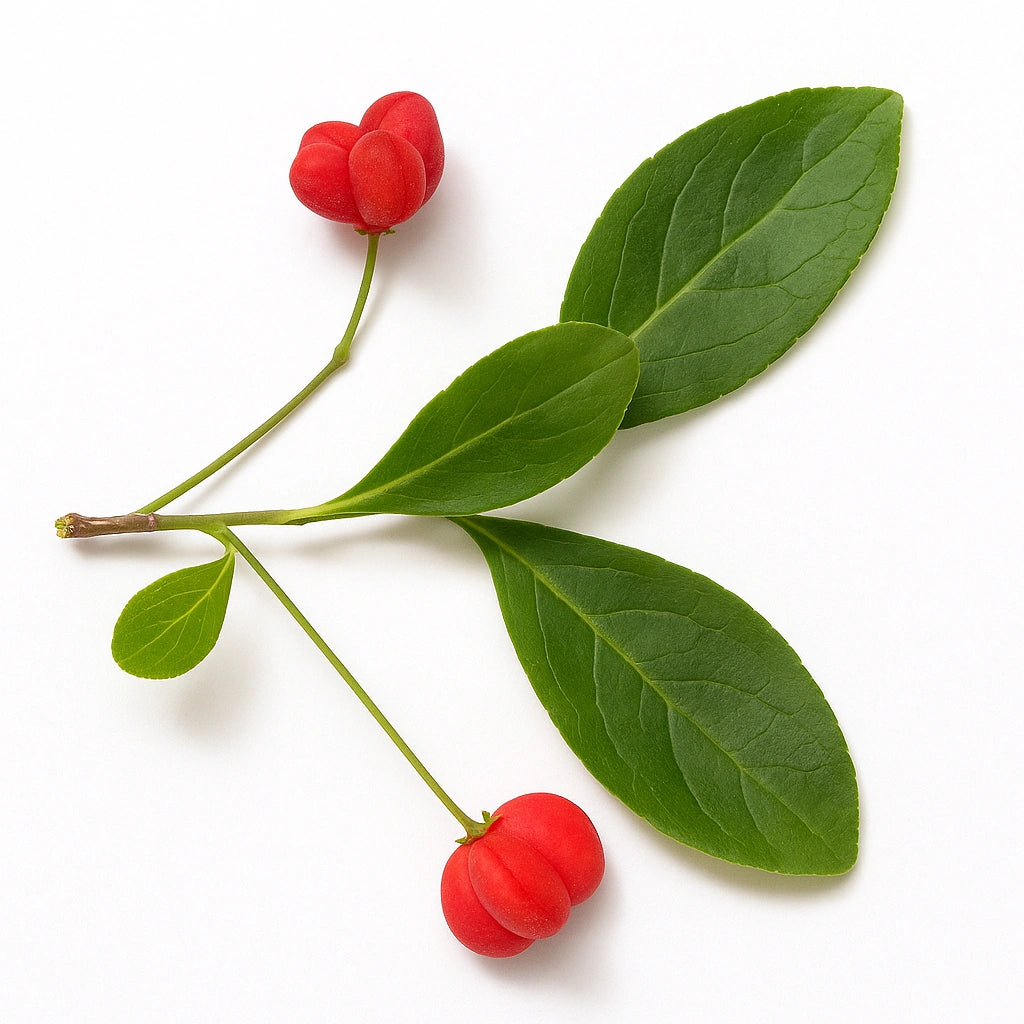 15 유럽 으로니무스 씨앗 (Euonymus Europaeus)