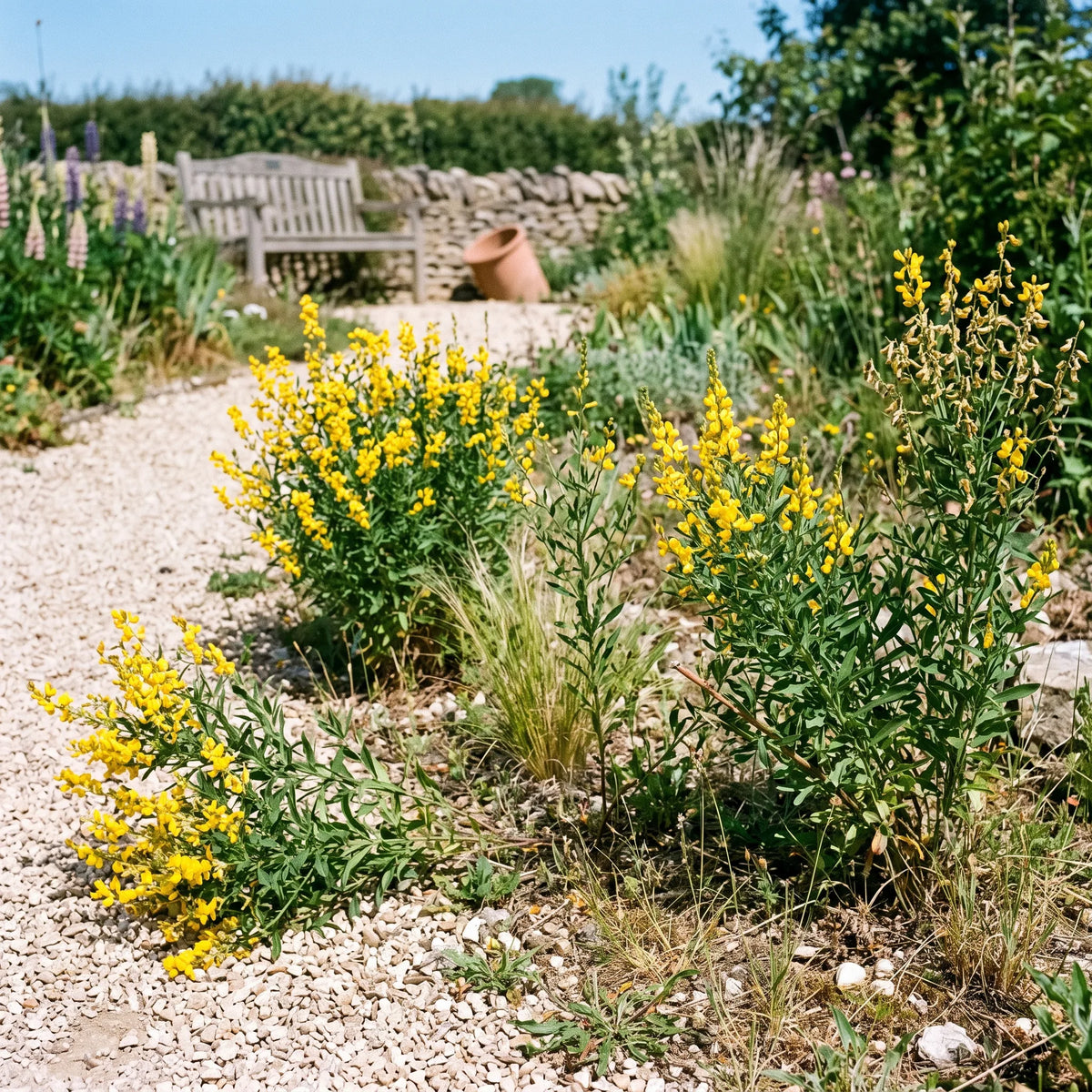 染料木种子(Genista tinctoria) — 图片 7