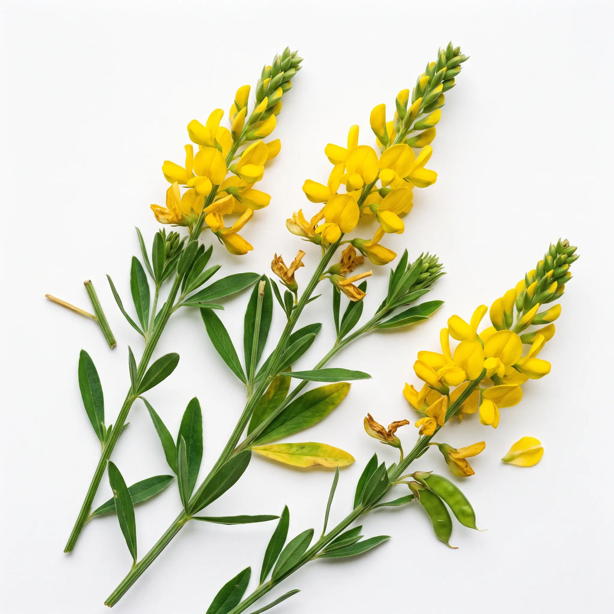 染料木种子(Genista tinctoria) — 图片 2