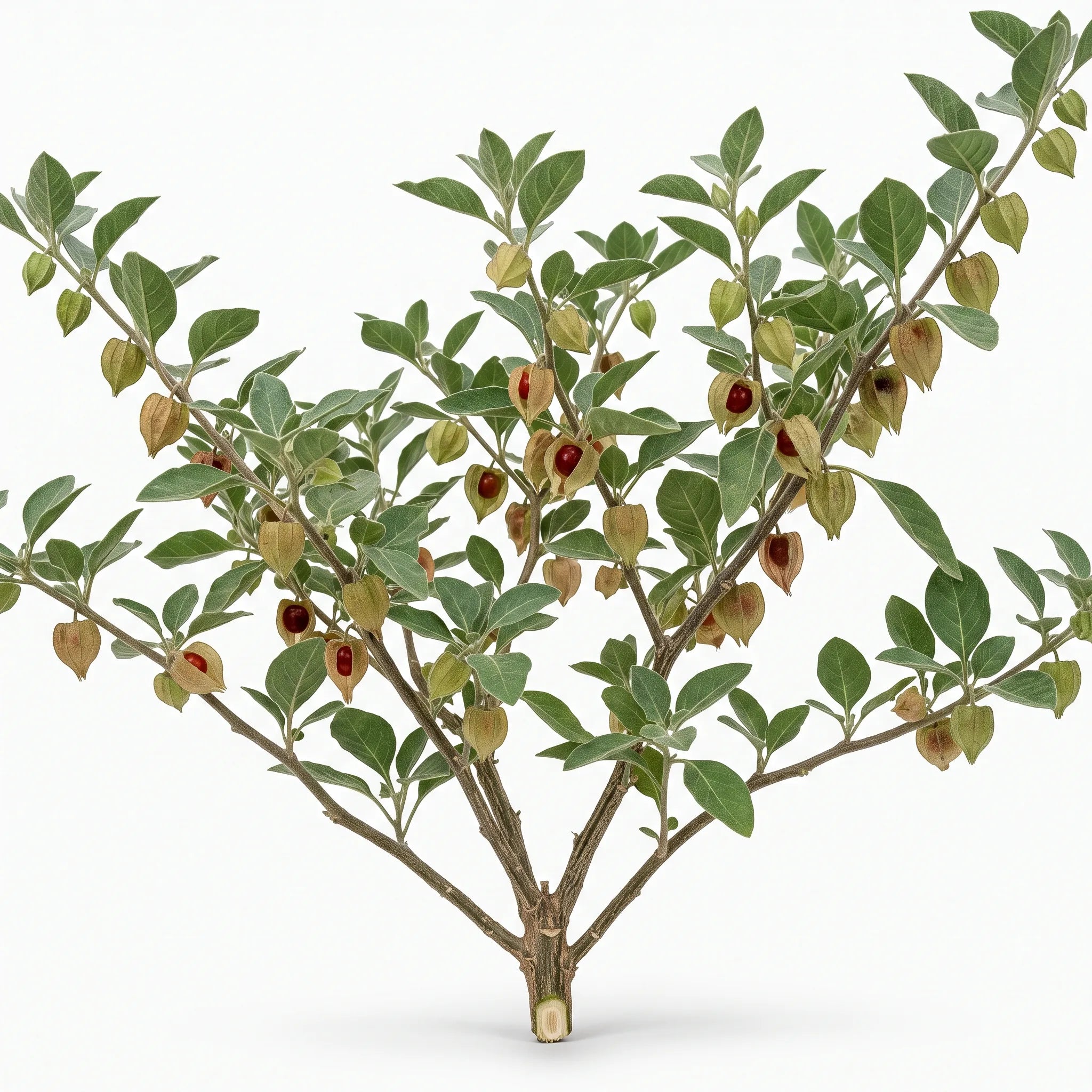 Pied entier de ginseng indien couvert de lanternes sur fond blanc — SemiSauvage