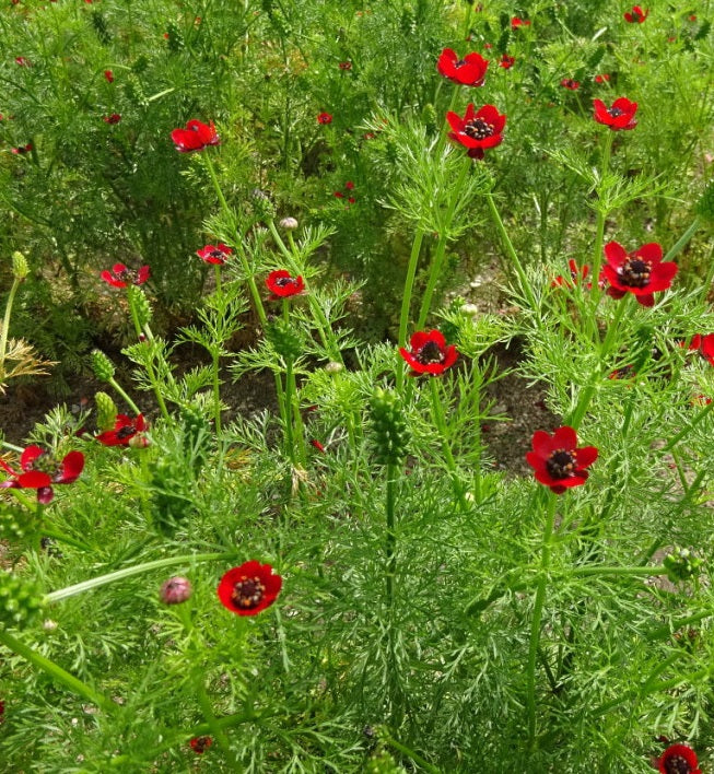 100 frø af sommeradonis