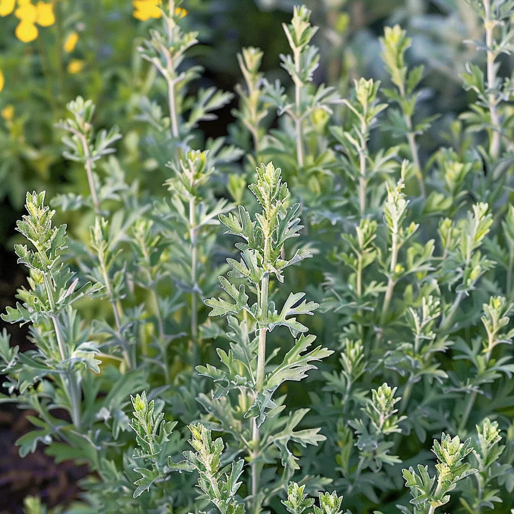 1000 アブサンの種