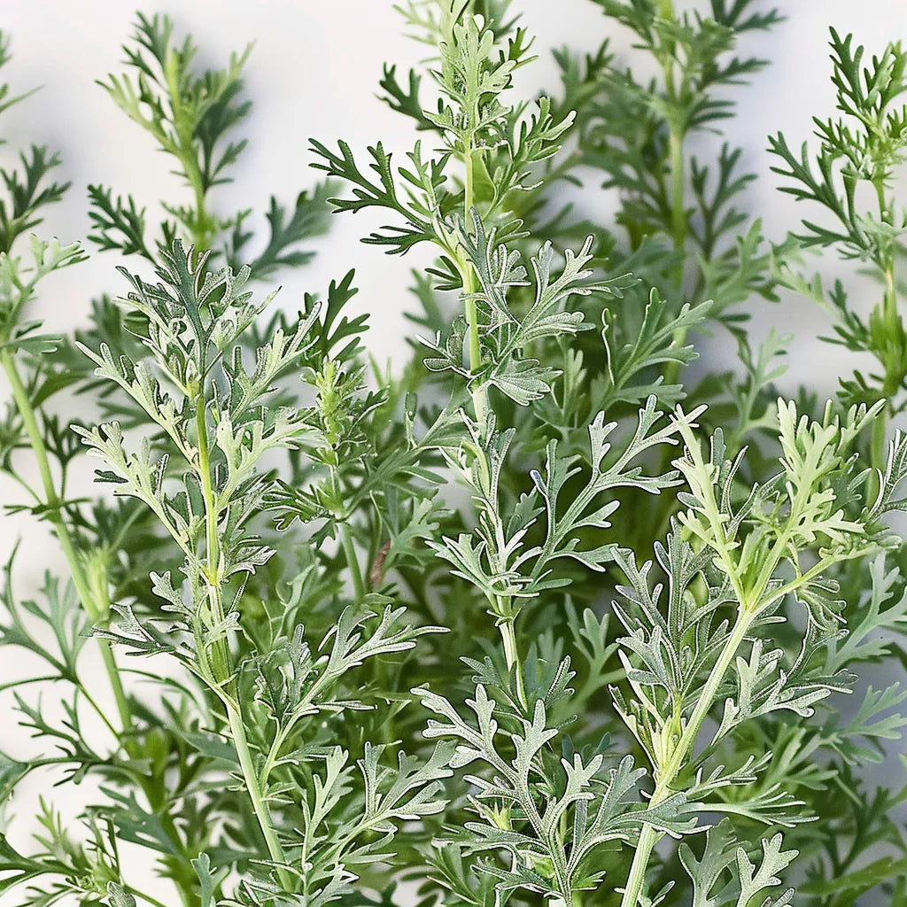 1000 Sementes de Absinto