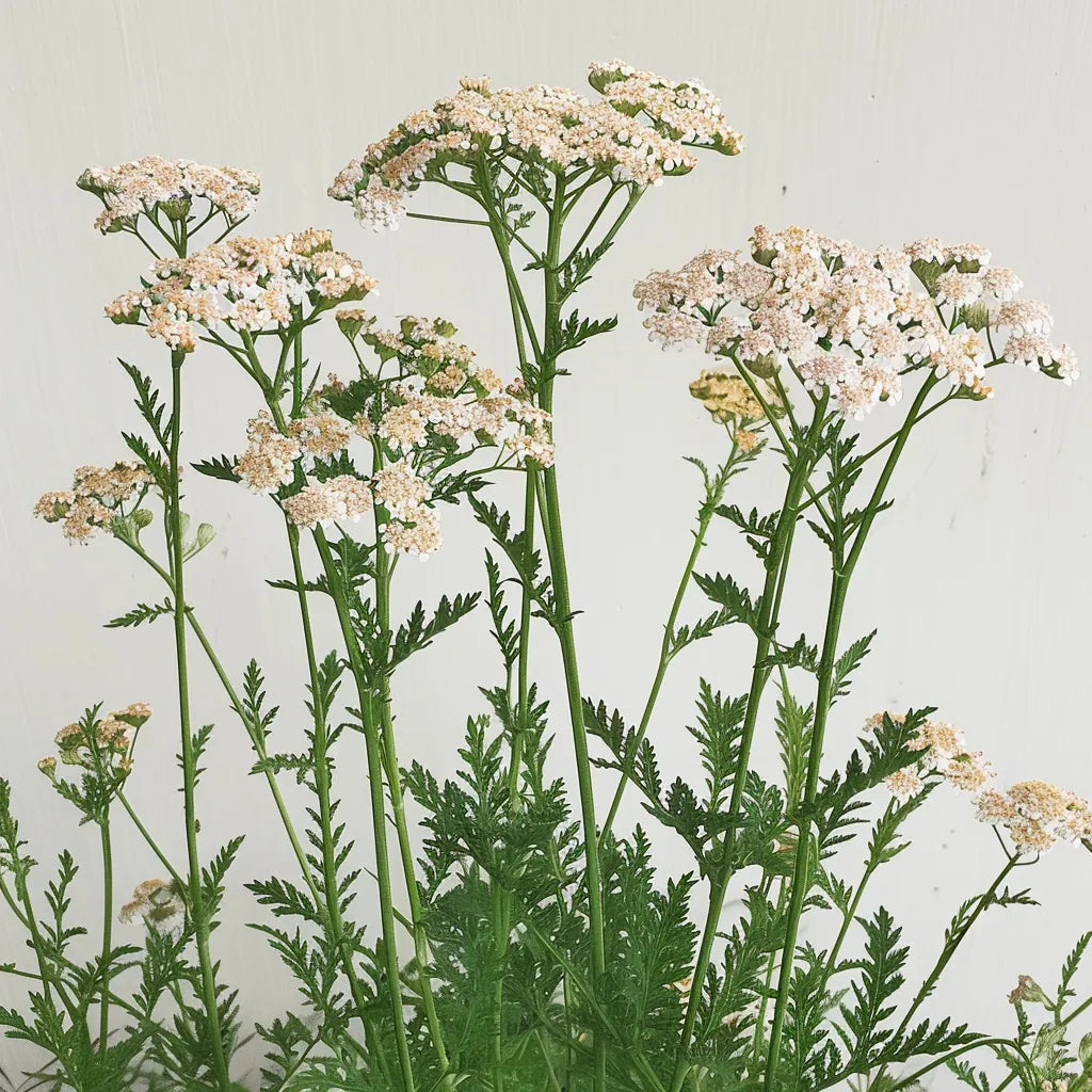 1000 بذور نبات الأكيليا ميلفويي