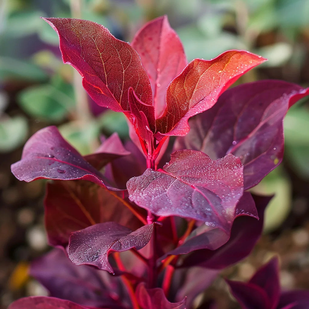 100 빨간 아로슈 씨앗