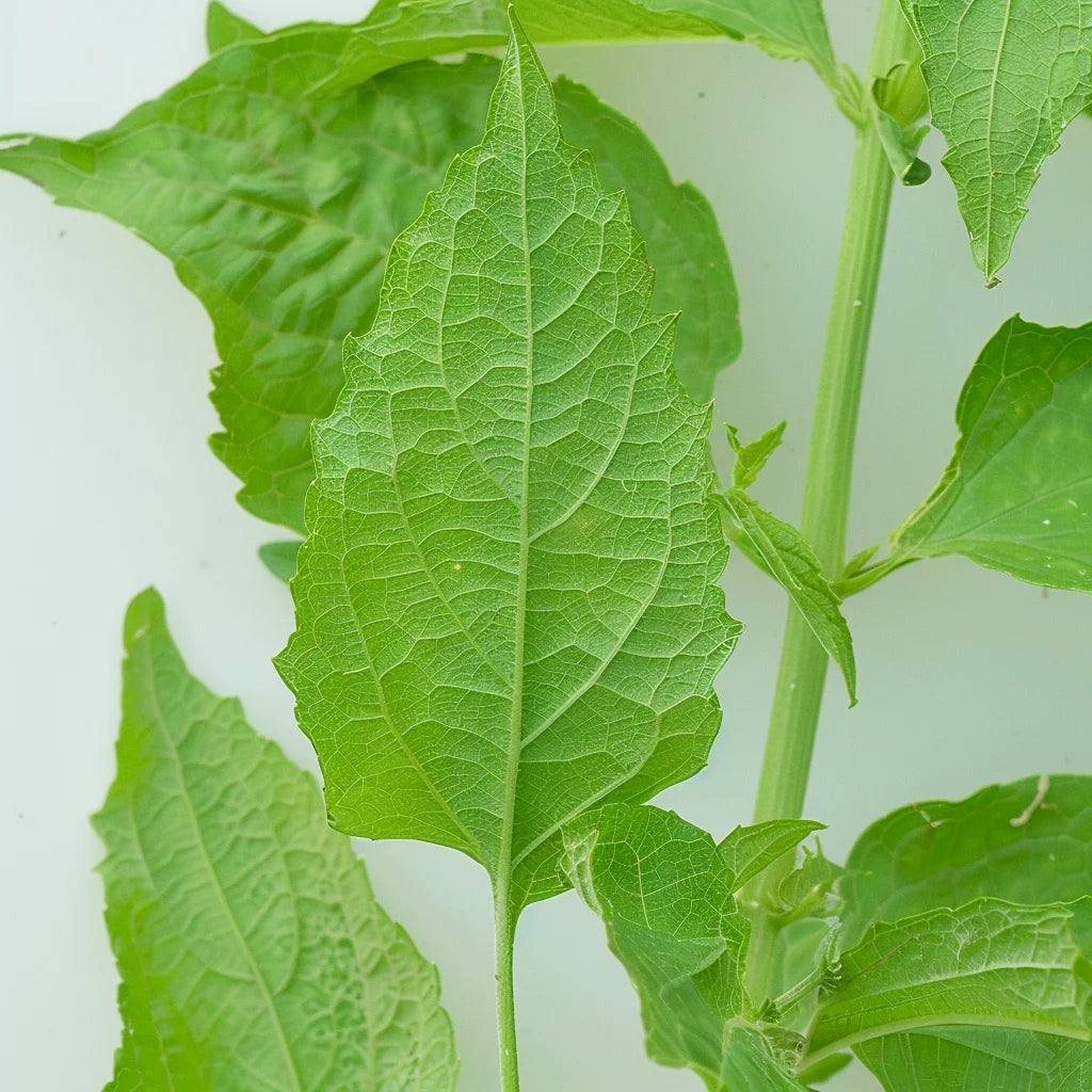 120 เมล็ดผักโขมเขียว