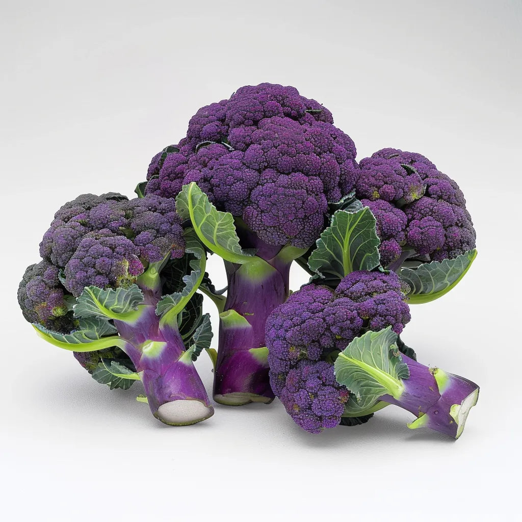 100 เมล็ดบรอกโคลีสีม่วง