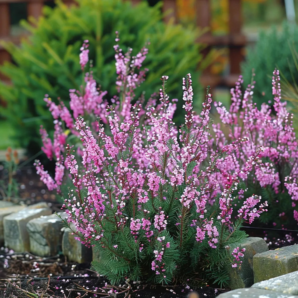 100 Heather Seeds