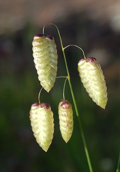 100粒のグランドブリーズの種