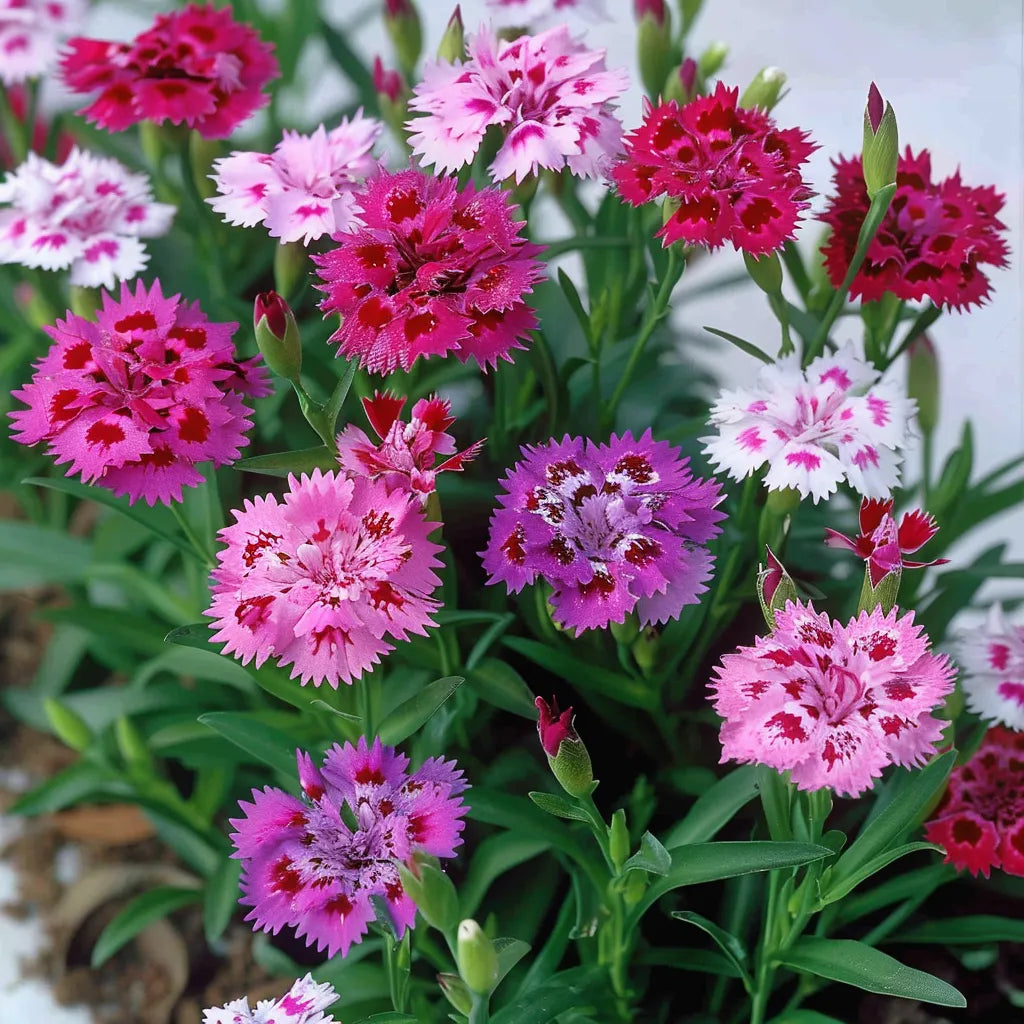 150 중국 카네이션 씨앗