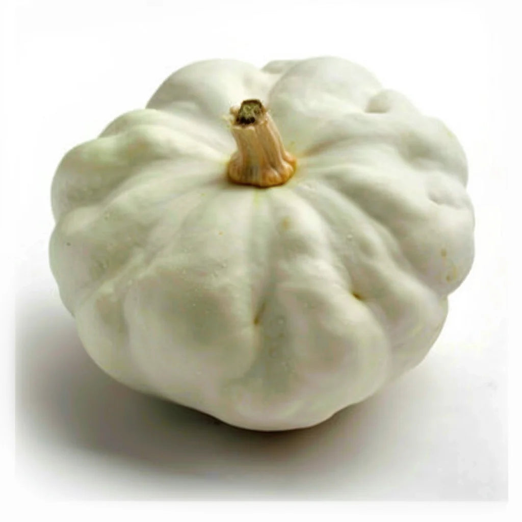 15 เมล็ดฟักทองขาว Pâtisson