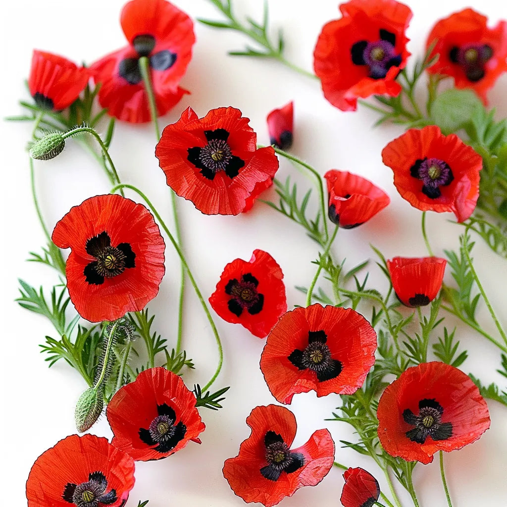 200 개의 양귀비 씨앗 레이디버드