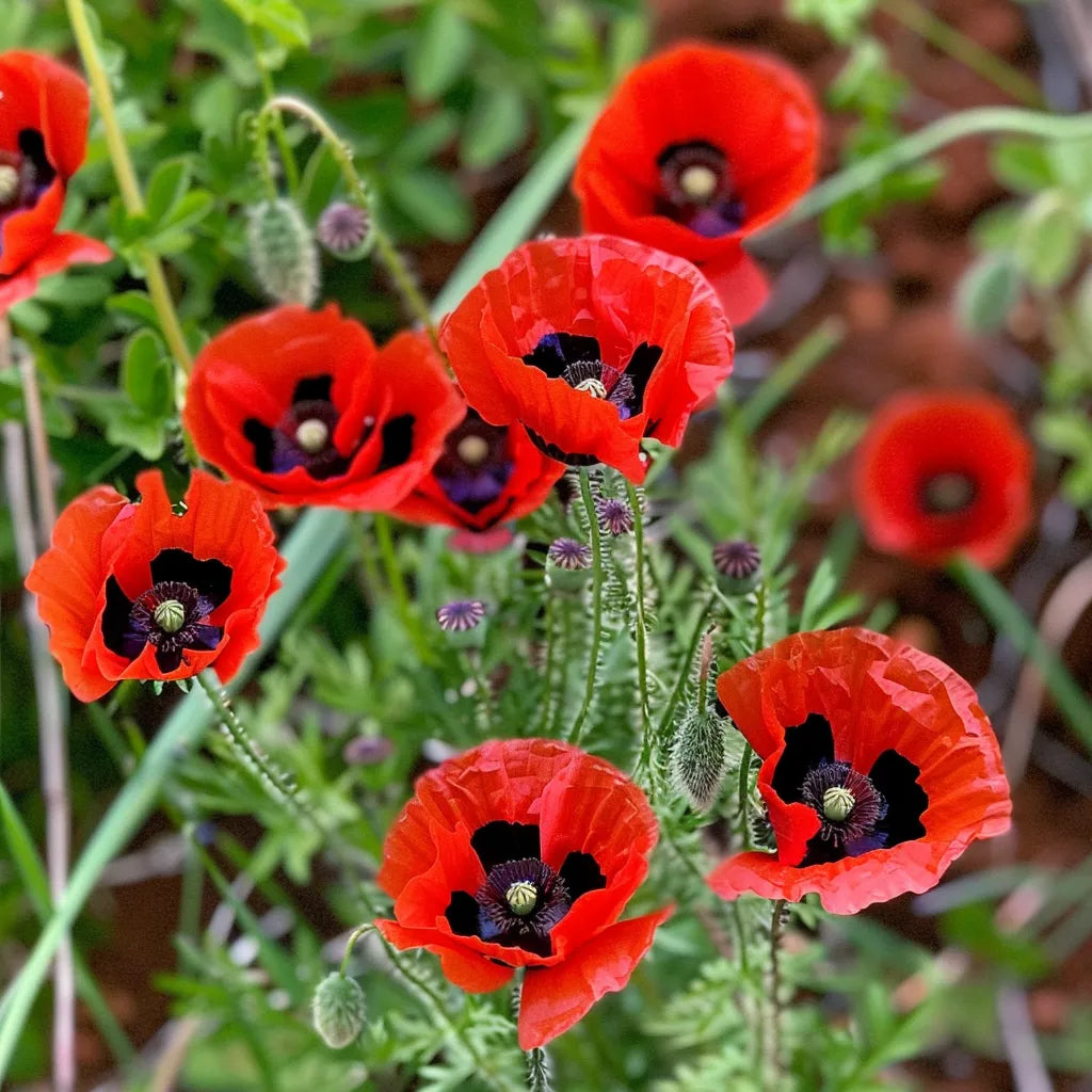 200 개의 양귀비 씨앗 레이디버드
