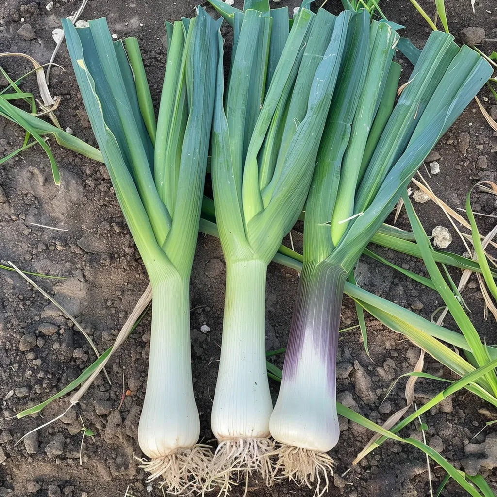 200 Σπόροι Πράσου