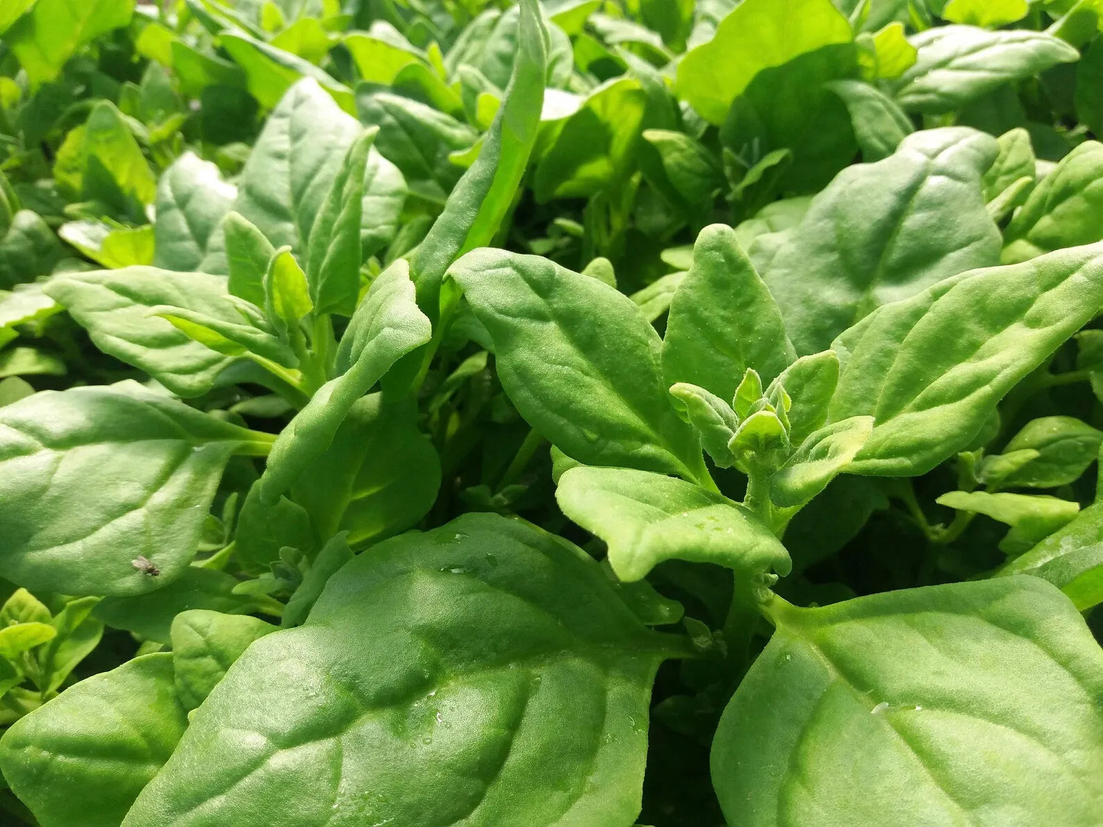 20 Σπόροι Τετράγωνης Κορνουάς