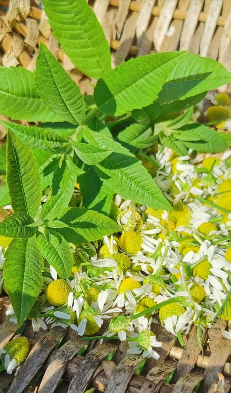 2500 개의 마트리카리아 카모마일 씨앗