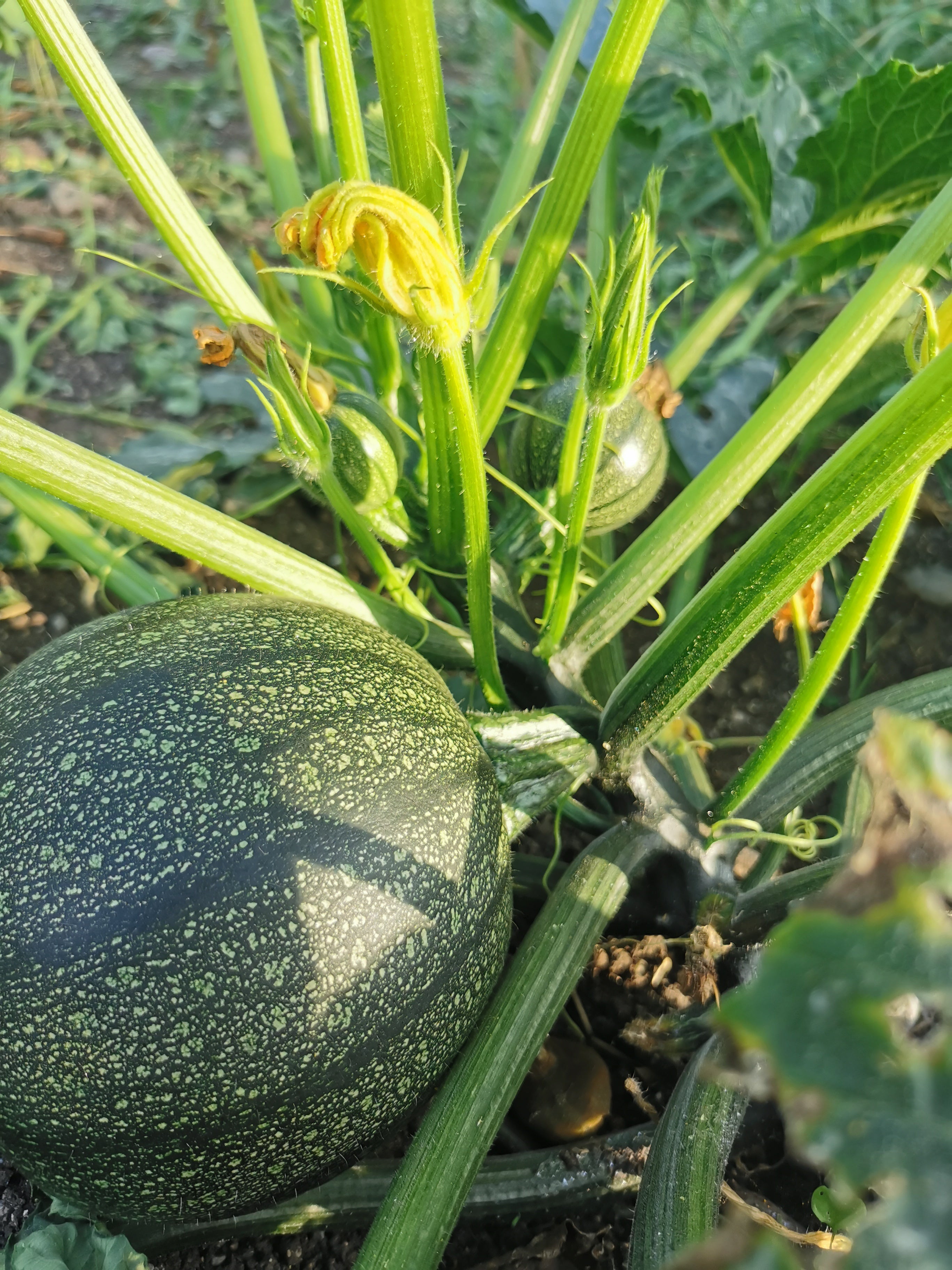 25개의 둥근 주키니 씨앗