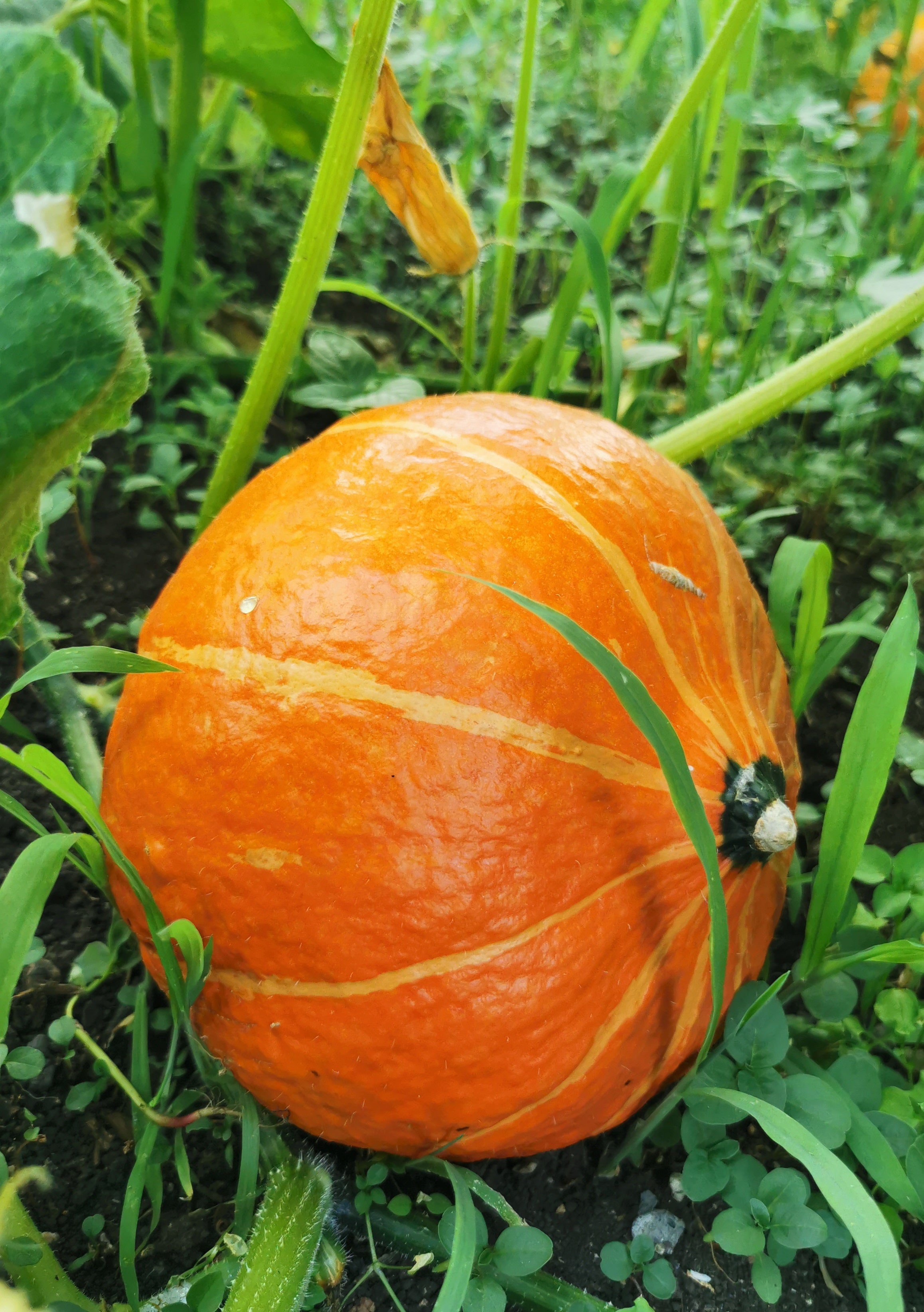 15 개의 포티마롱 씨앗