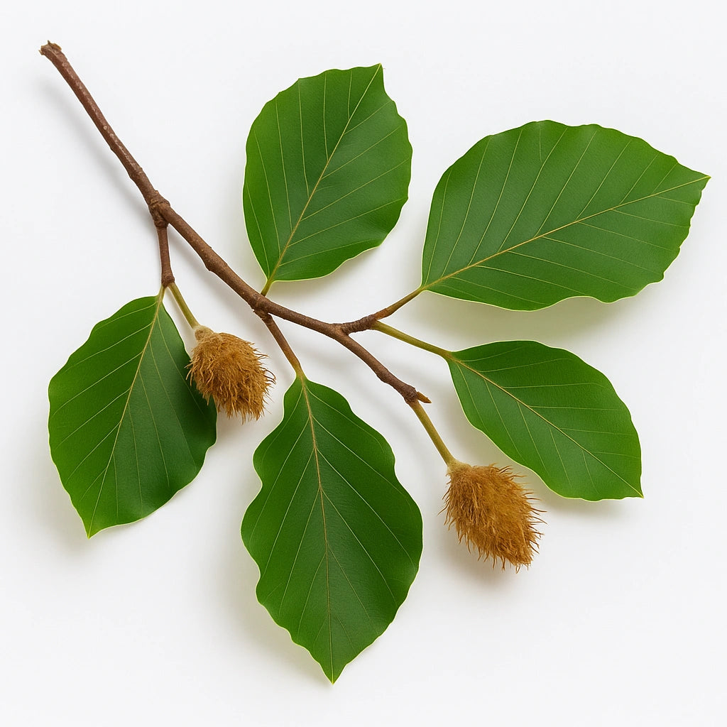 5 개의 보통 너도밤나무 씨앗 (Fagus sylvatica)
