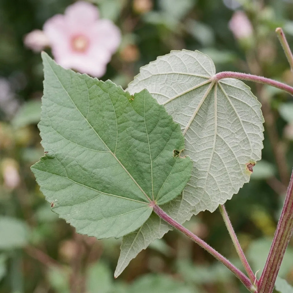 Feuilles d'hibiscus des marais : base cordée, marge dentée et revers tomenteux plus pâle — SemiSauvage