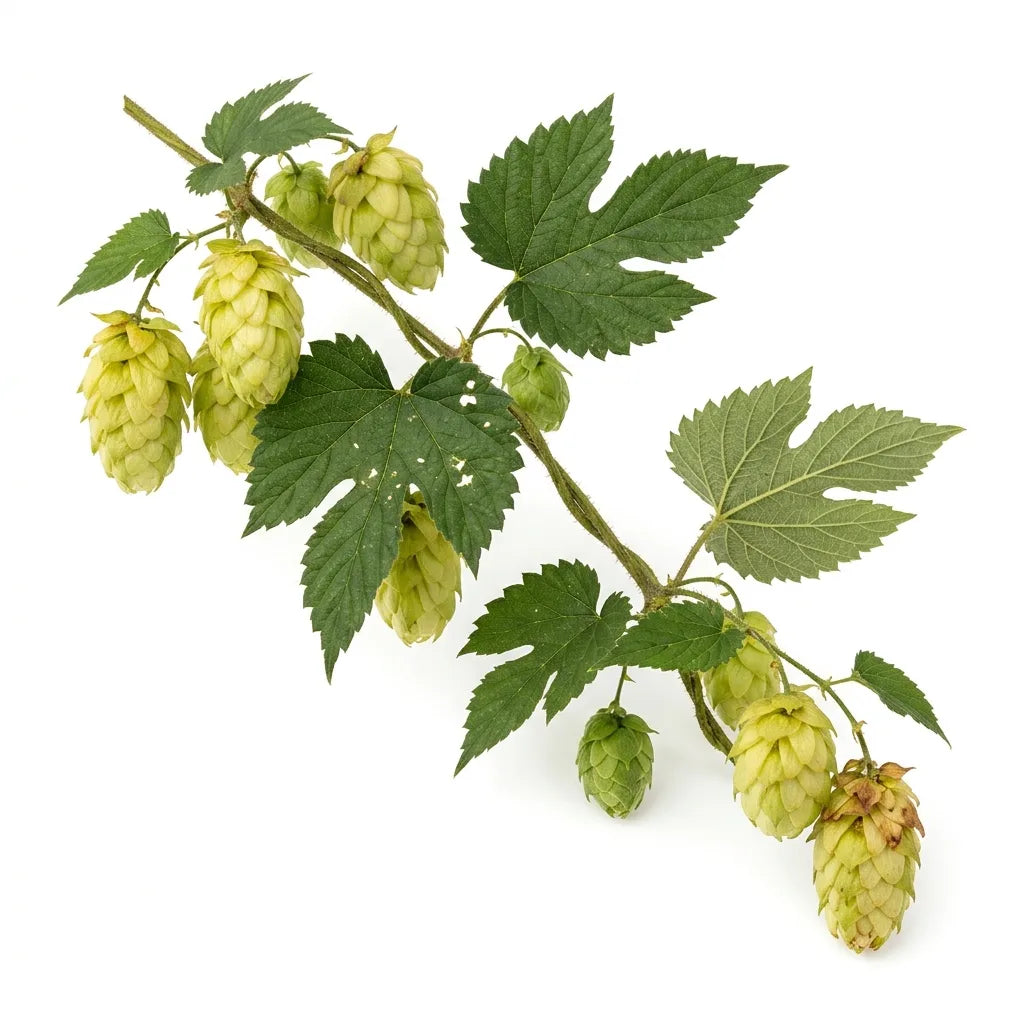 Rameau de houblon (Humulus lupulus) avec cônes mûrs, sur fond blanc — SemiSauvage