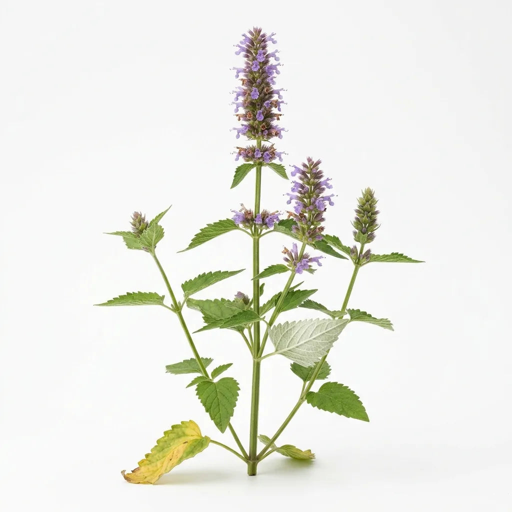 Pied fleuri d'hysope anisée (Agastache foeniculum) sur fond blanc — SemiSauvage