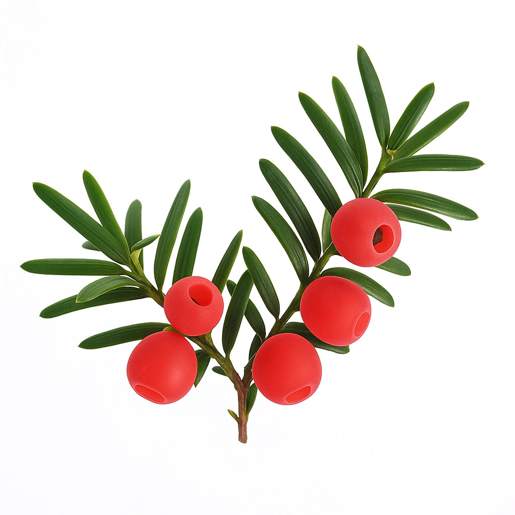 10 Gemeine Eiben Samen (Taxus Baccata)
