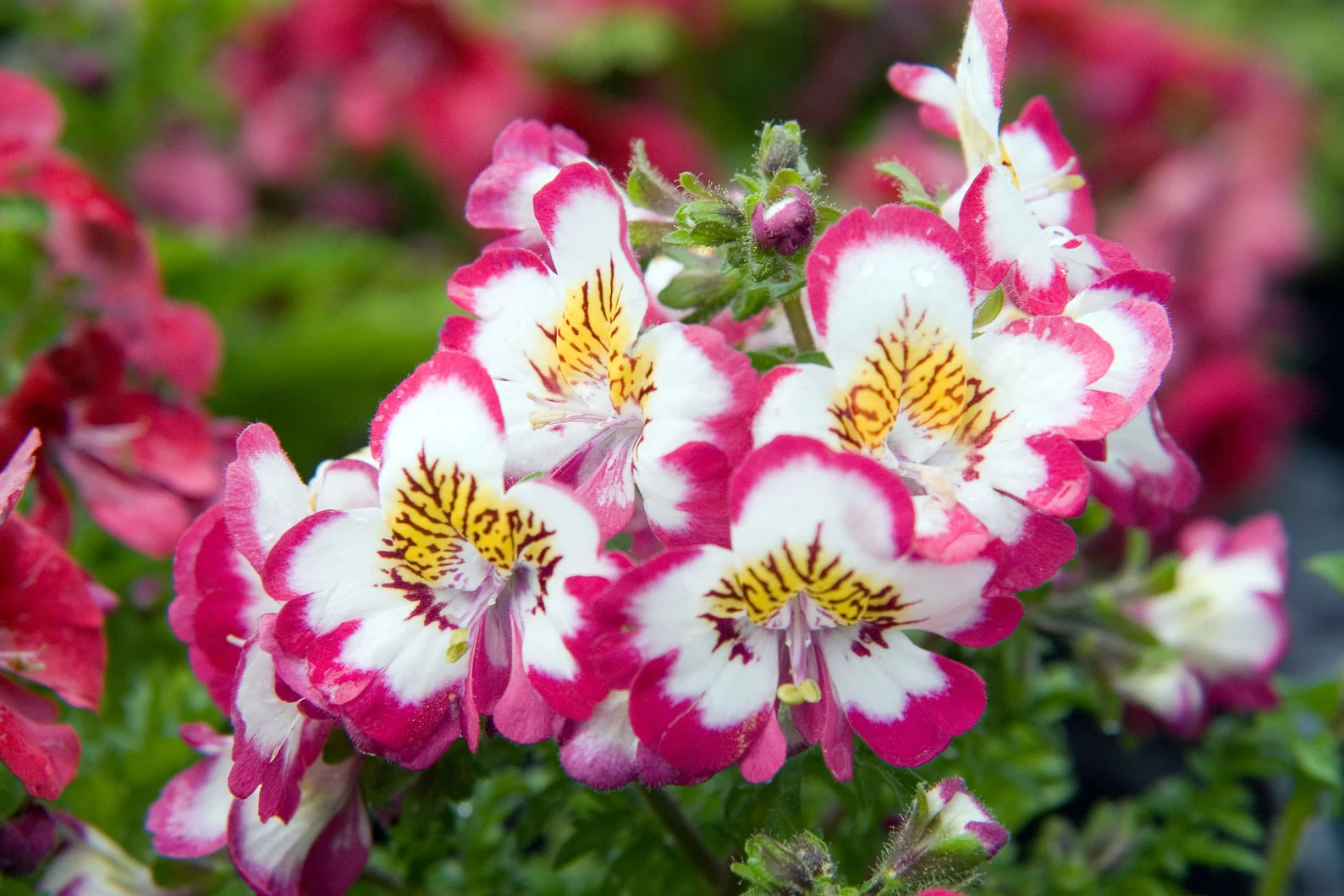 250 Butterfly Flower Seeds (Schizanthus wisetonensis)
