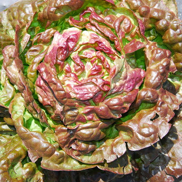 300 Semillas de Lechuga Maravilla de las Cuatro Estaciones