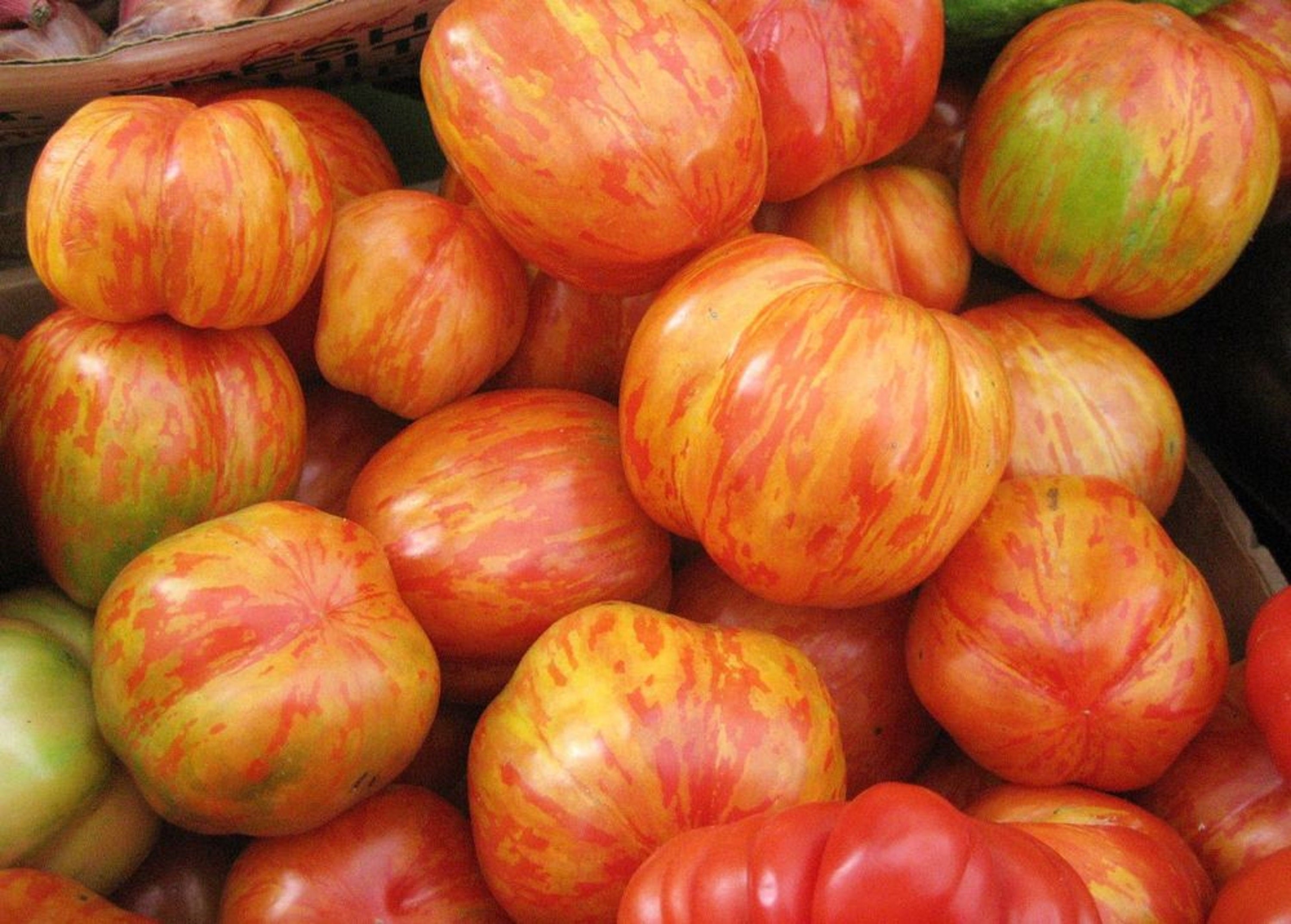 30개의 타이거렐라 토마토 씨앗