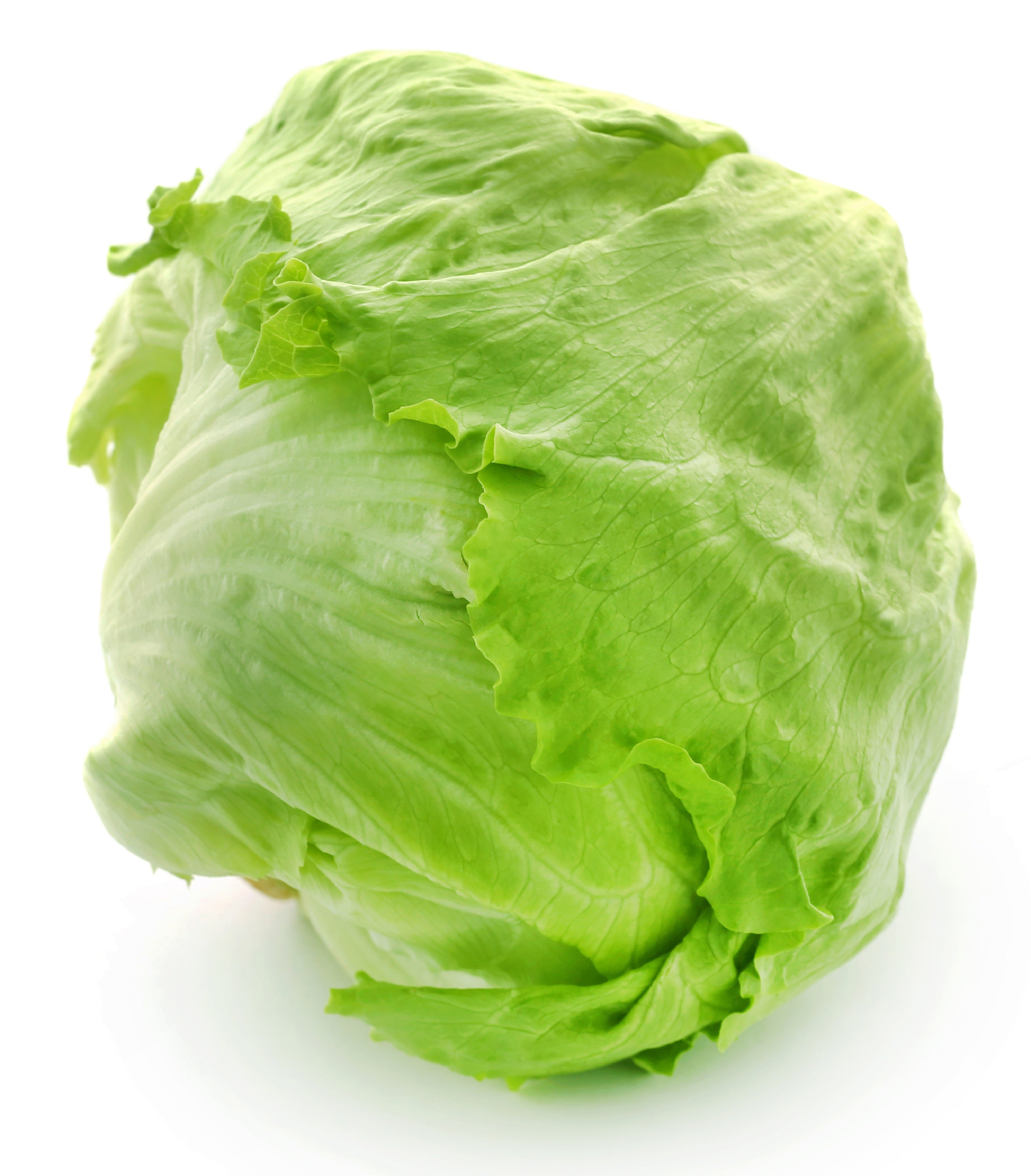 150 Semillas de Lechuga Iceberg