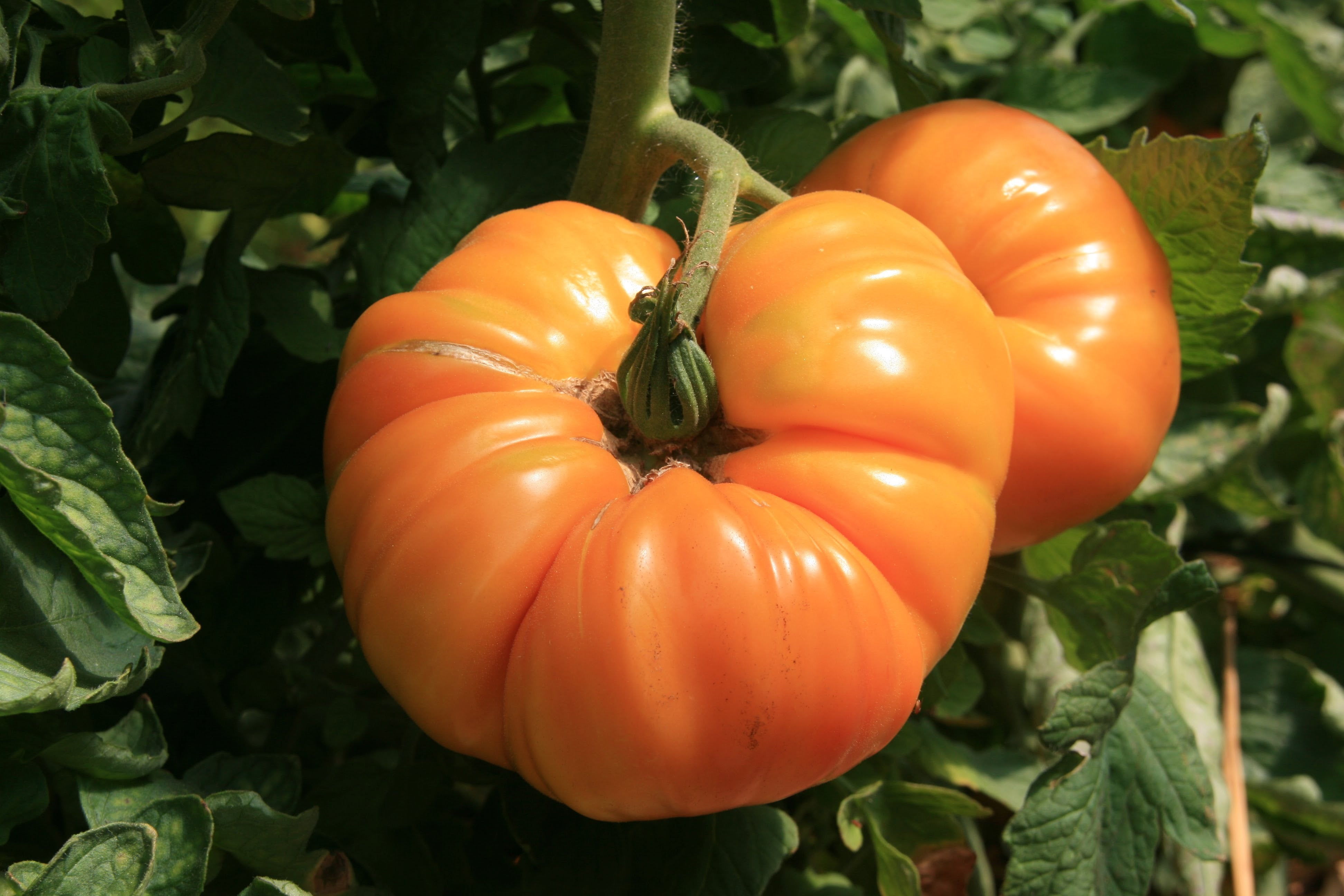 25 גרעיני עגבנייה אננס