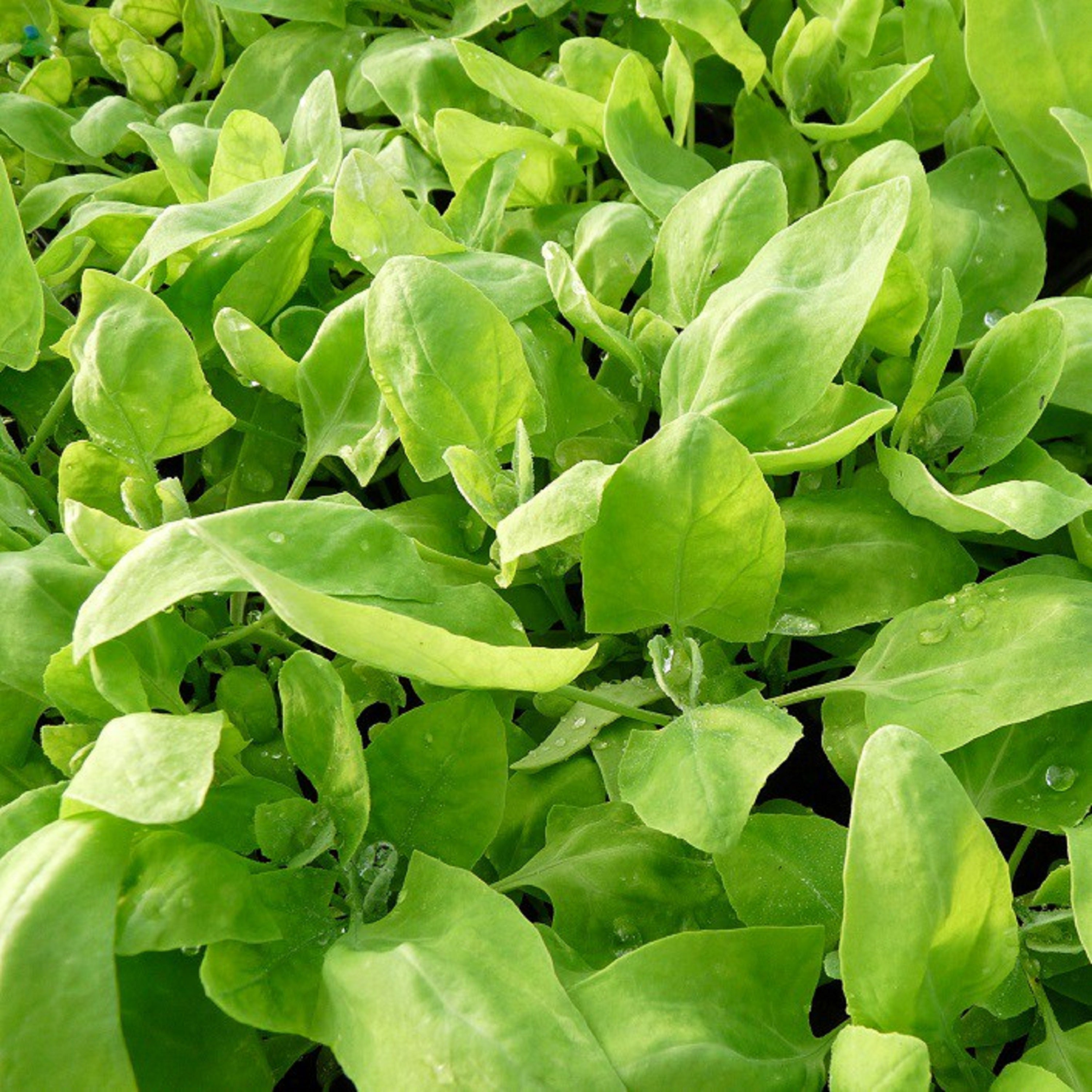 120粒の緑のアロッシュの種