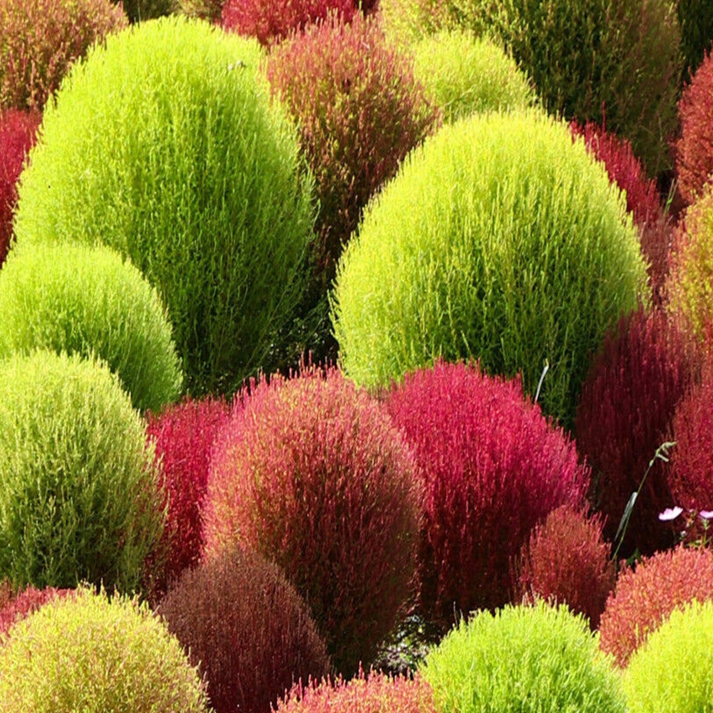 300颗夏季柏(Kochia scoparia)扫帚草种子