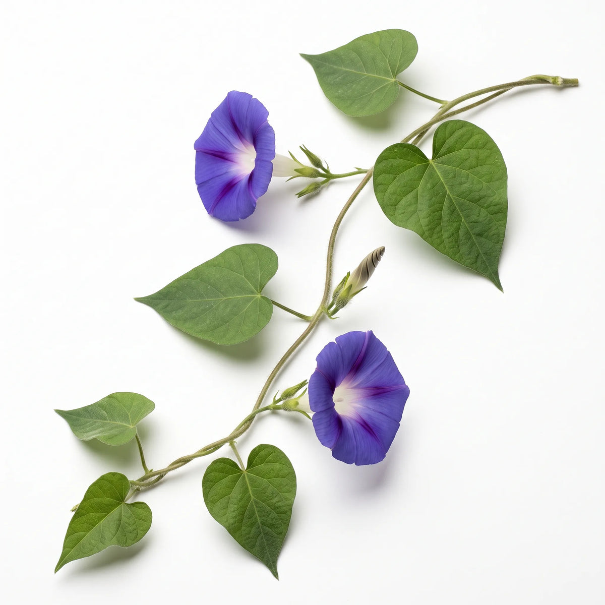 Tige volubile d'ipomée bleue (Ipomoea purpurea) en fleurs sur fond blanc — graines reproductibles SemiSauvage