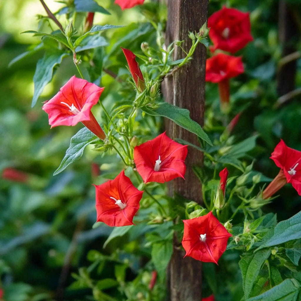 50개의 카디널 나팔꽃 씨앗 (Ipomoea quamoclit cardinalis)