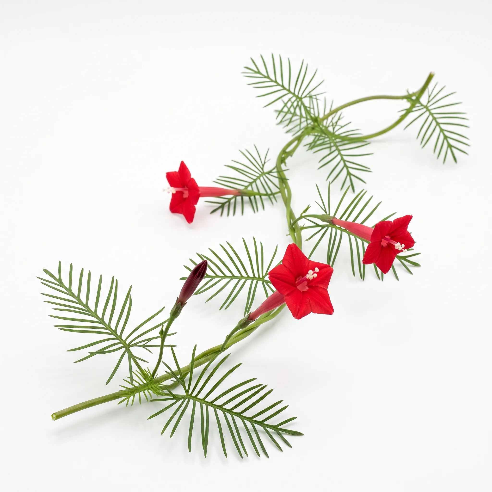 Tige d'ipomée cardinal au feuillage filiforme et fleurs rouges sur fond blanc — graines reproductibles SemiSauvage