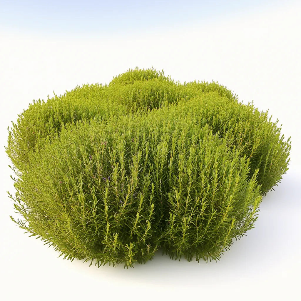 300 nasion Kochii miotłowej, cyprysu letniego (Kochia scoparia)