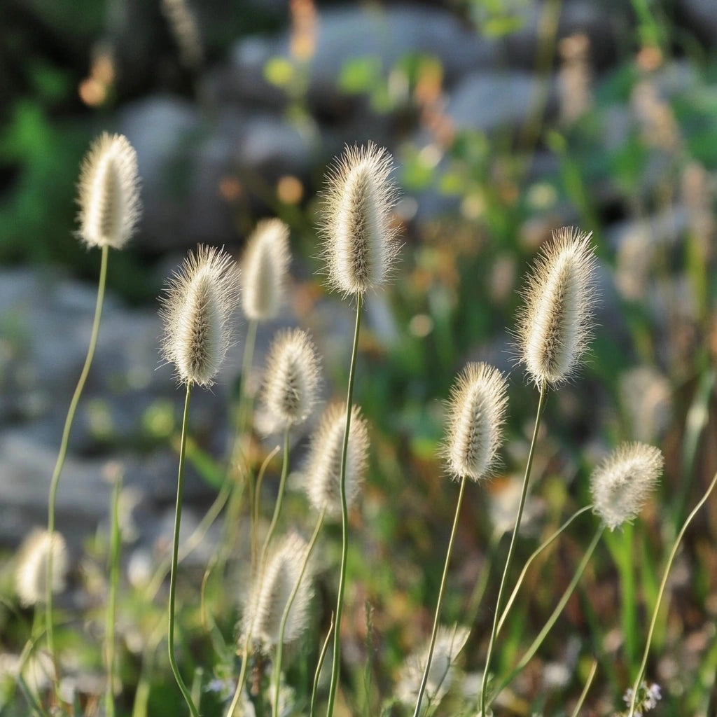 200颗卵形兔尾草种子(Lagurus ovatus)