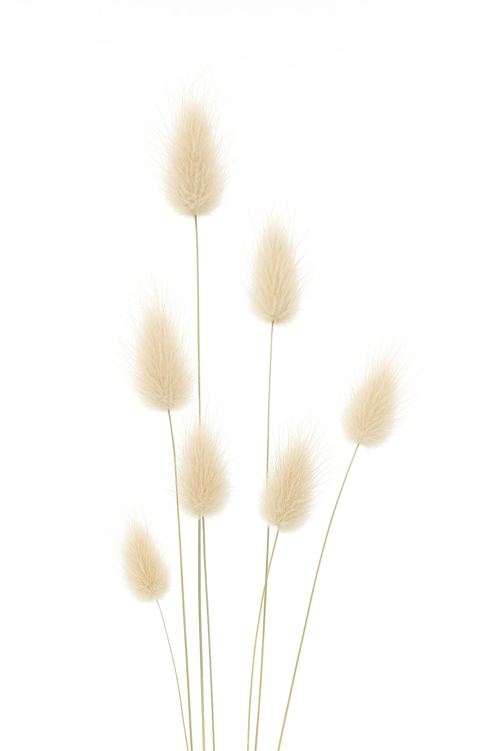 200개의 타원형 토끼꼬리 라구르 씨앗 (Lagurus ovatus)