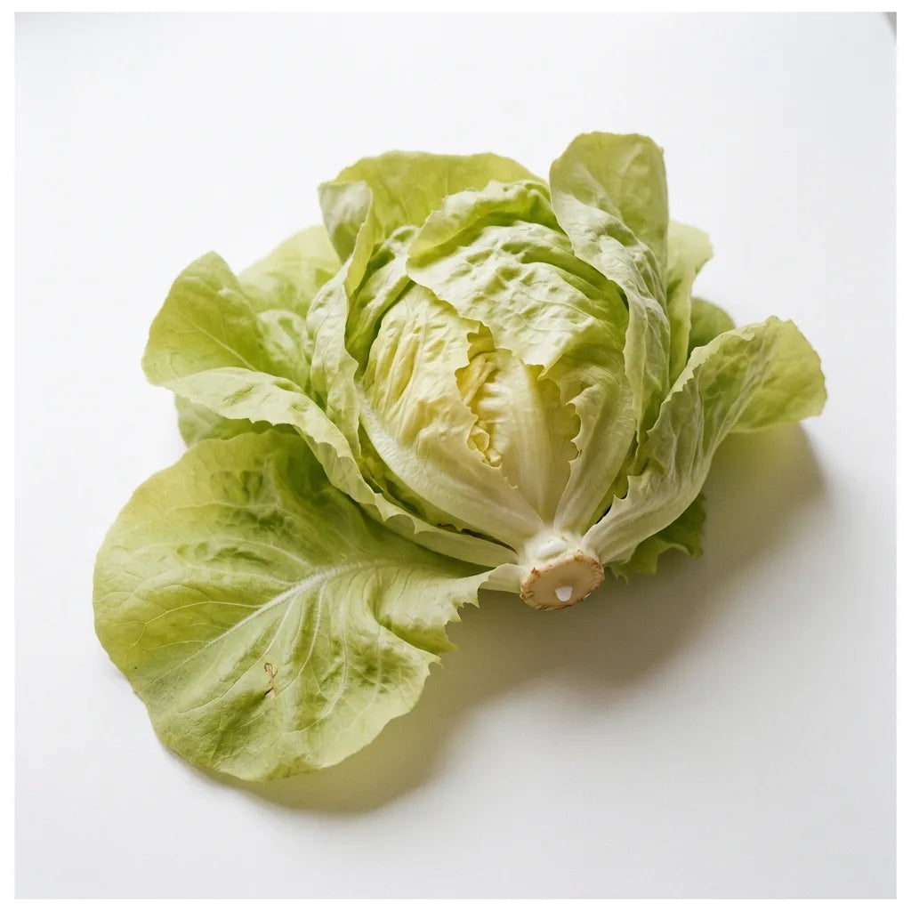 Pomme de laitue de printemps (Lactuca sativa) sur fond blanc : feuilles souples et trognon perlant de latex — SemiSauvage