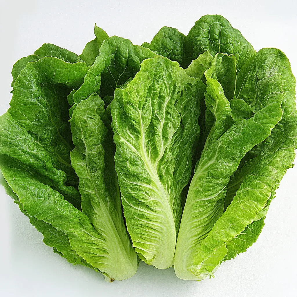 250 Semillas de Lechuga Romana