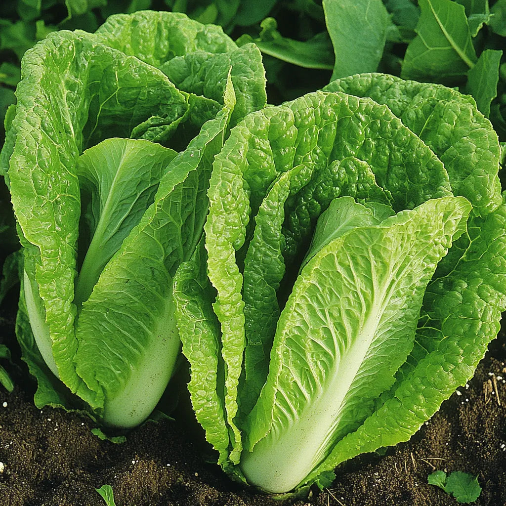 250 로메인 상추 씨앗